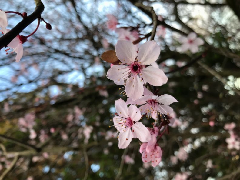 Pink spring flowers on a branch