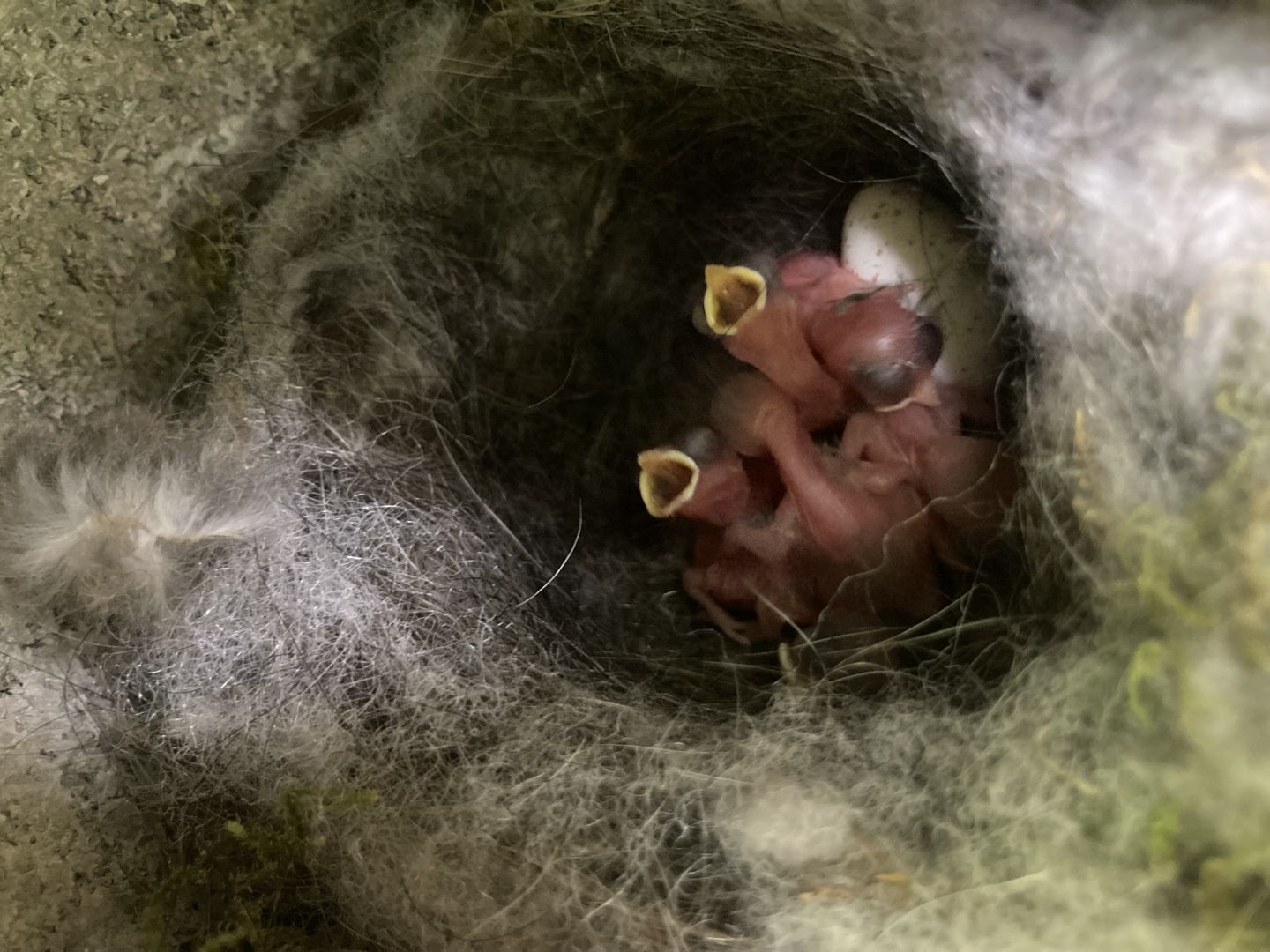 Blue tit chicks in nest