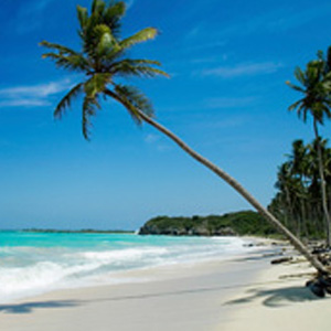 Palm tree and beach in St Vincent