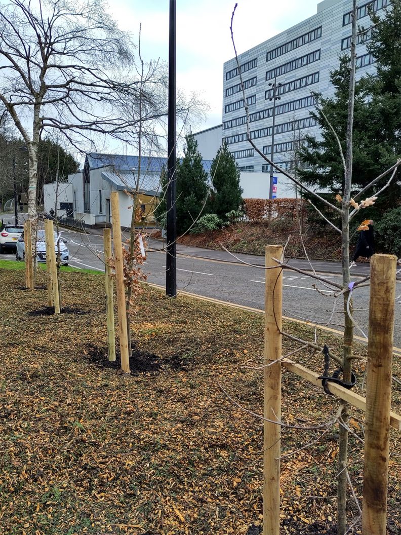 Oak trees planted on campus in March 2024